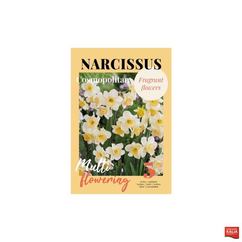Glossy Narcissus Cosmopolitan 5/1 