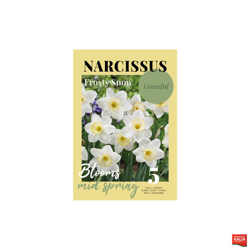 Glossy Narcissus Frosty Snow 5/1 