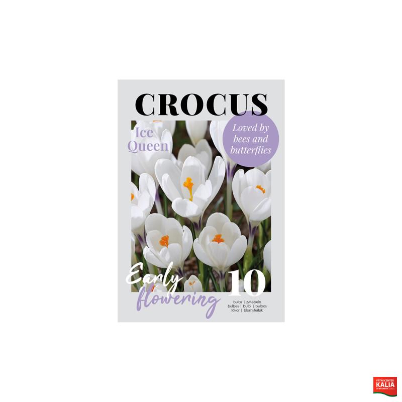 Glossy Crocus Ice Queen 10/1 