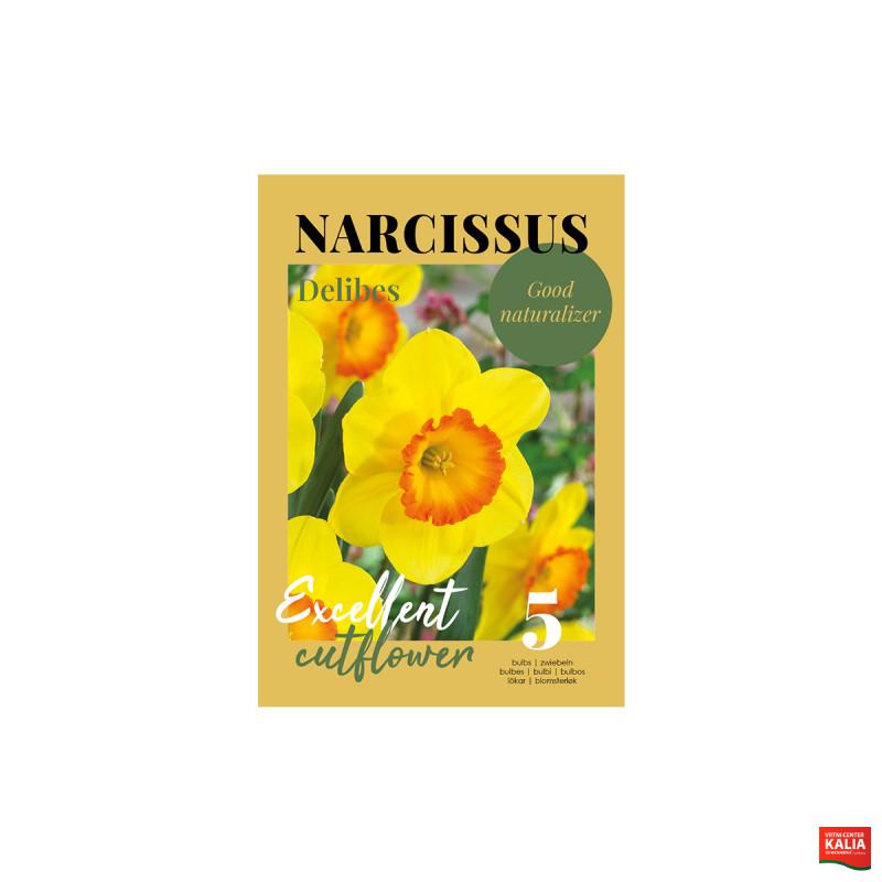 Glossy Narcissus Delibes 5/1 