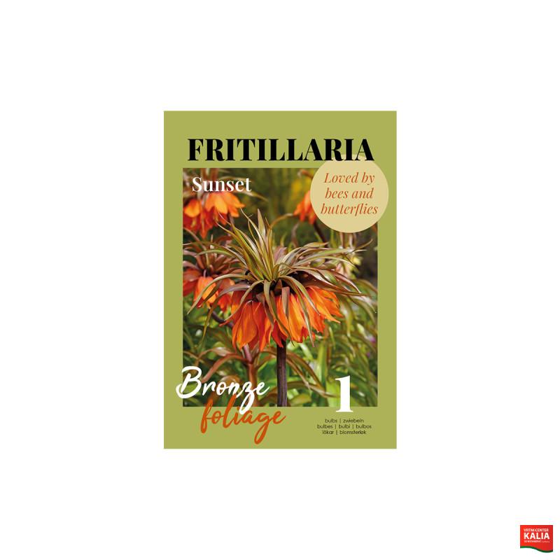 Glossy Fritillaria Sunset 1/1 