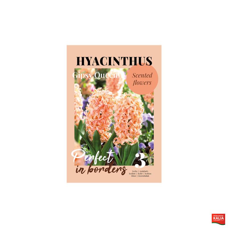 Glossy Hyacinthus Gipsy Queen 3/1 