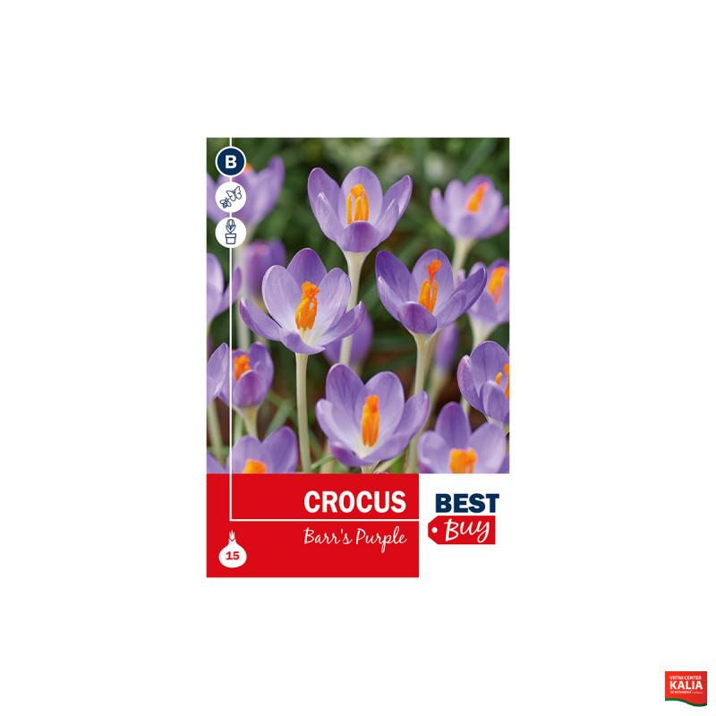 Super Best  Buy Crocus Barr