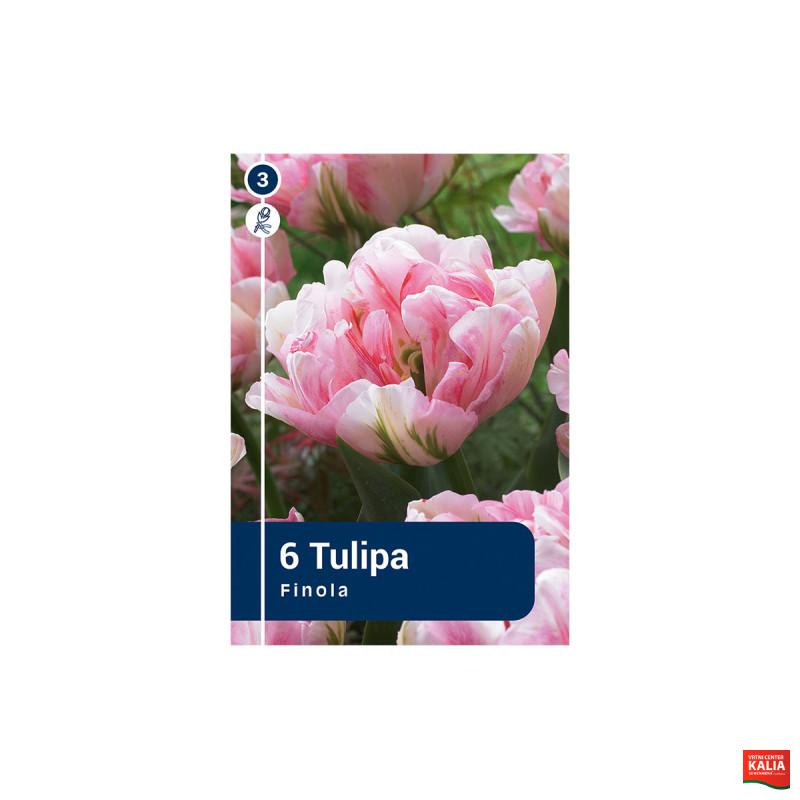Master Tulipa Finola 6/1 