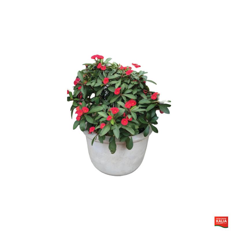EUPHORBIA MILII (Euphorbia milii 