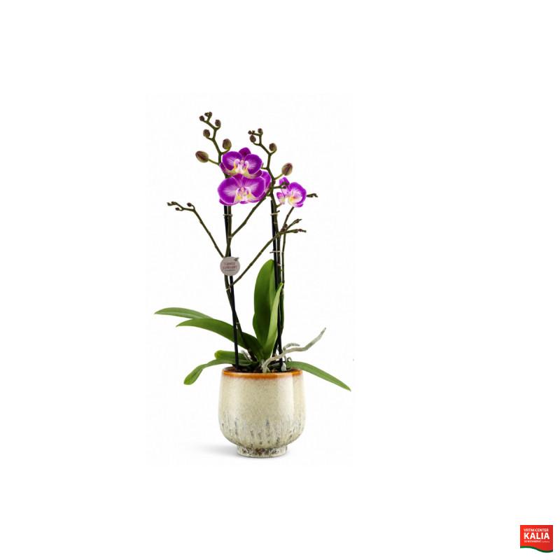 ORHIDEJA PHALAENOPSIS (Phalaenopsis sp. 