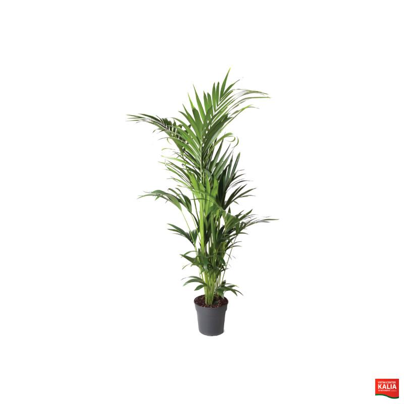 PALMA KENTIJA (Howea forsteriana, Air So Pure), P24H120 