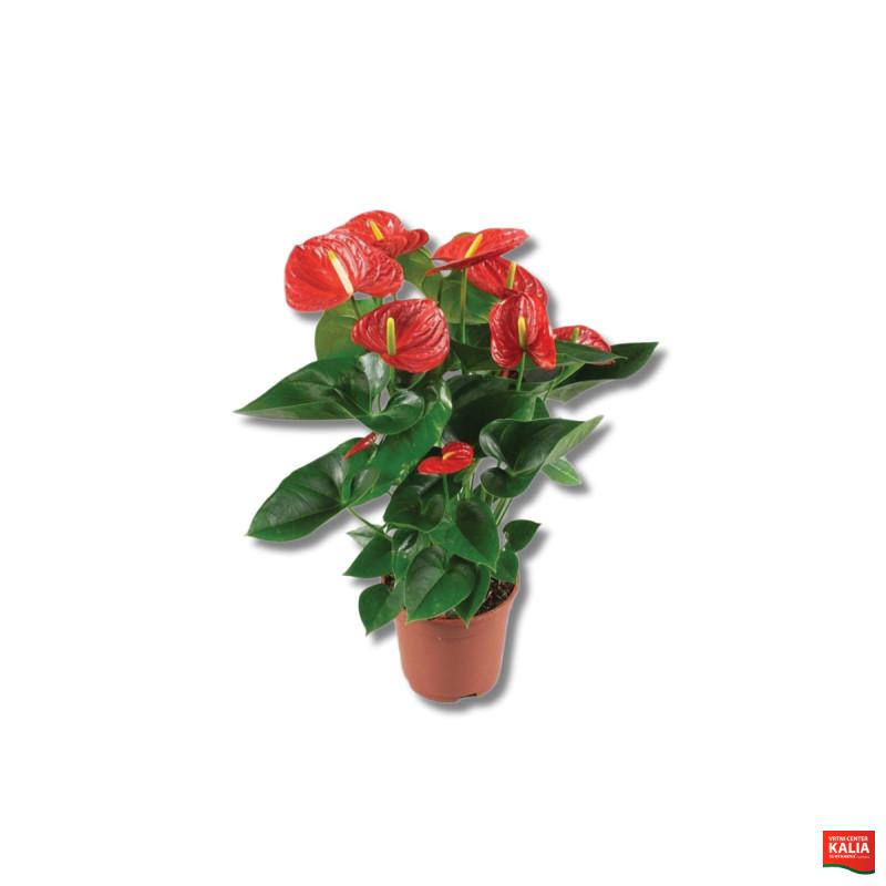 FLAMINGOVEC (Anthurium andraeanum 