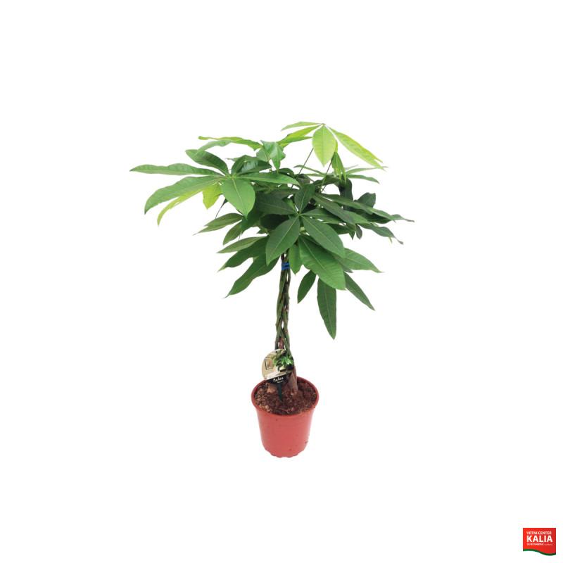 PAHIRA (Pachira aquatica), P19H95 