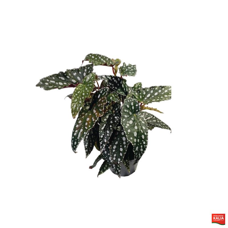 BEGONIJA (Begonia sp 