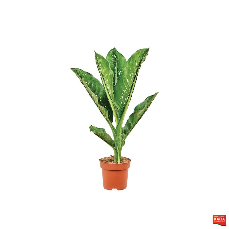 DIFENBAHIJA (Dieffenbachia seguine 