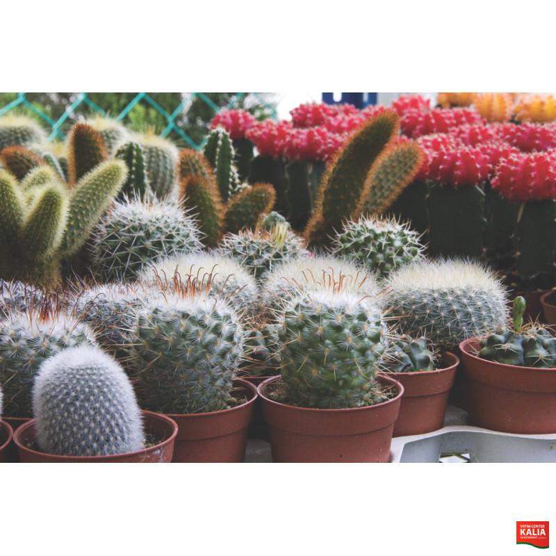 KAKTUS, V KERAMIČNEM LONČKU, MIX, P14H20 