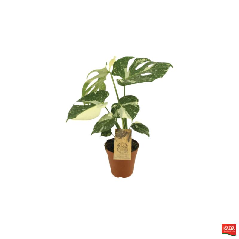 MONSTERA (Monstera deliciosa 