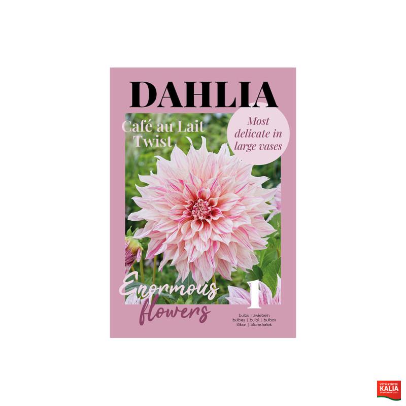 Glossy Dahlia Café au Lait Twist 