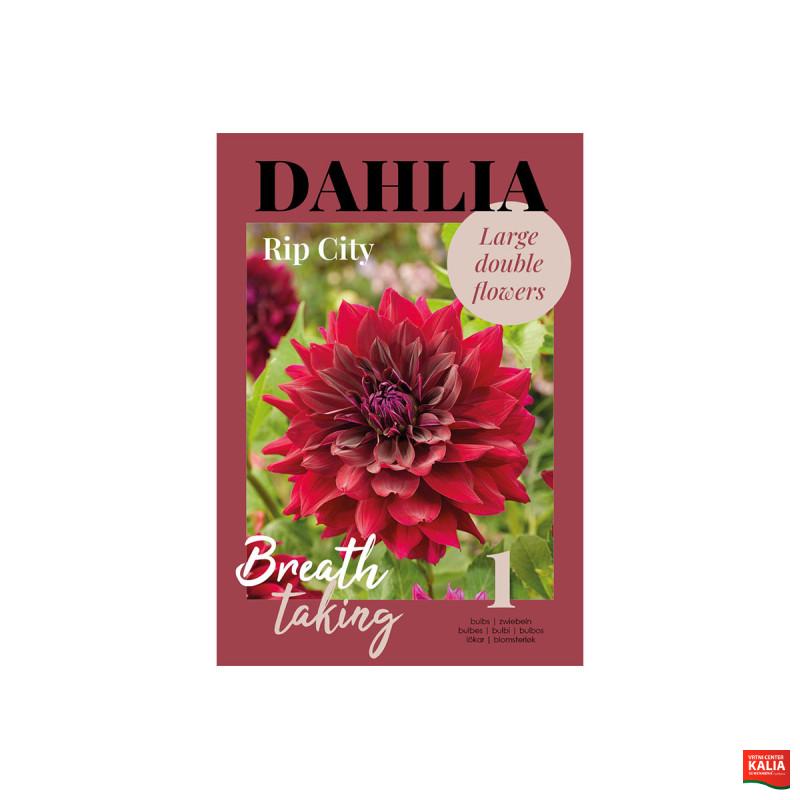 Glossy Dahlia Rip City 