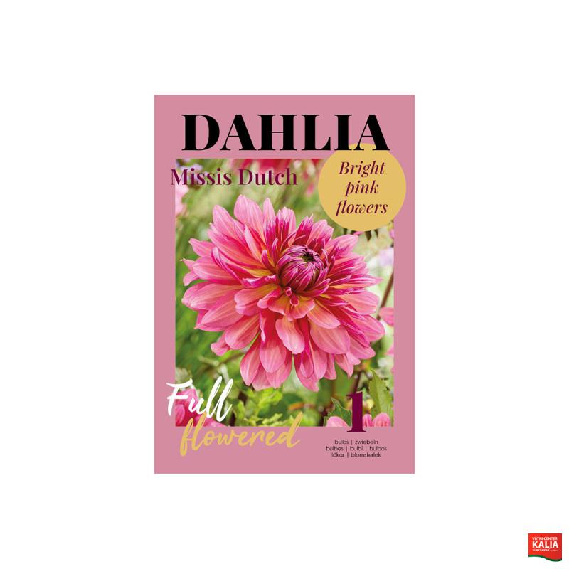 Glossy Dahlia Missis Dutch 
