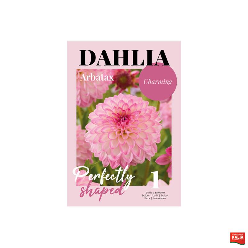 Glossy Dahlia Arbatax 