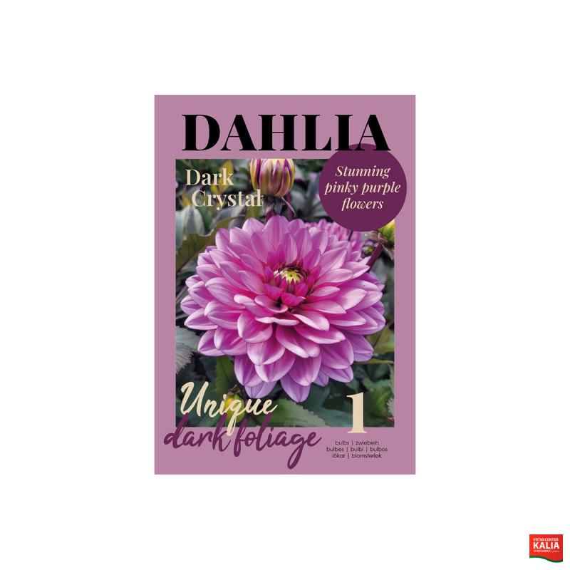 Glossy Dahlia Dark Crystal 