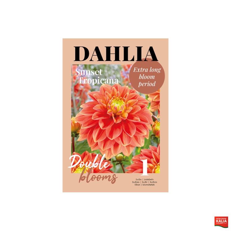 Glossy Dahlia Sunset Tropicana 