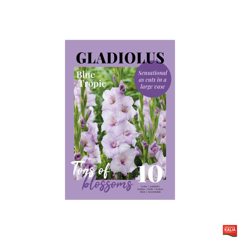 Glossy Gladiool Blue Tropic 