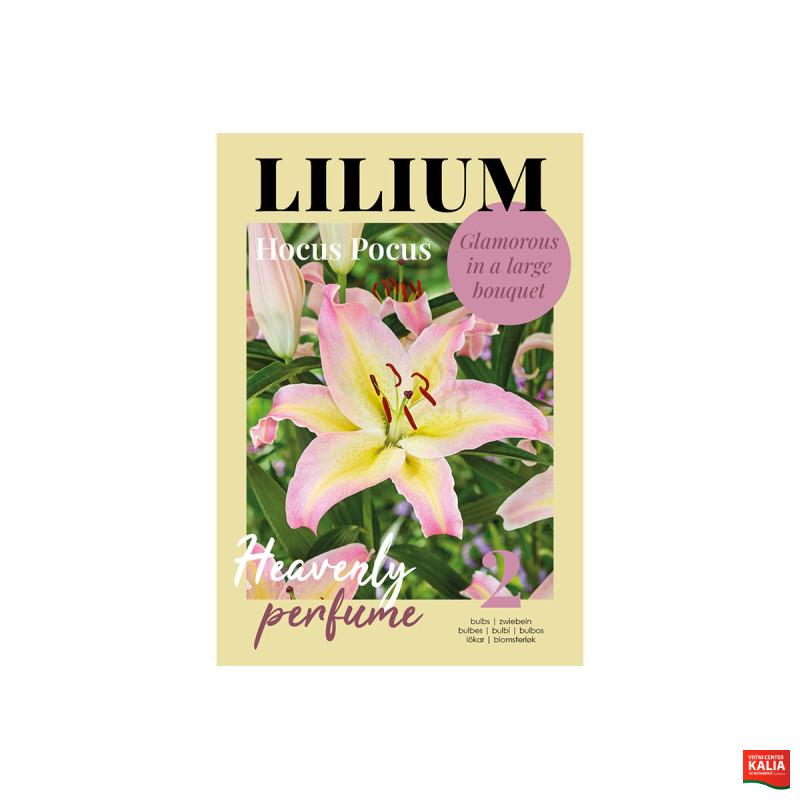 Glossy Lilium Hocus Pocus 