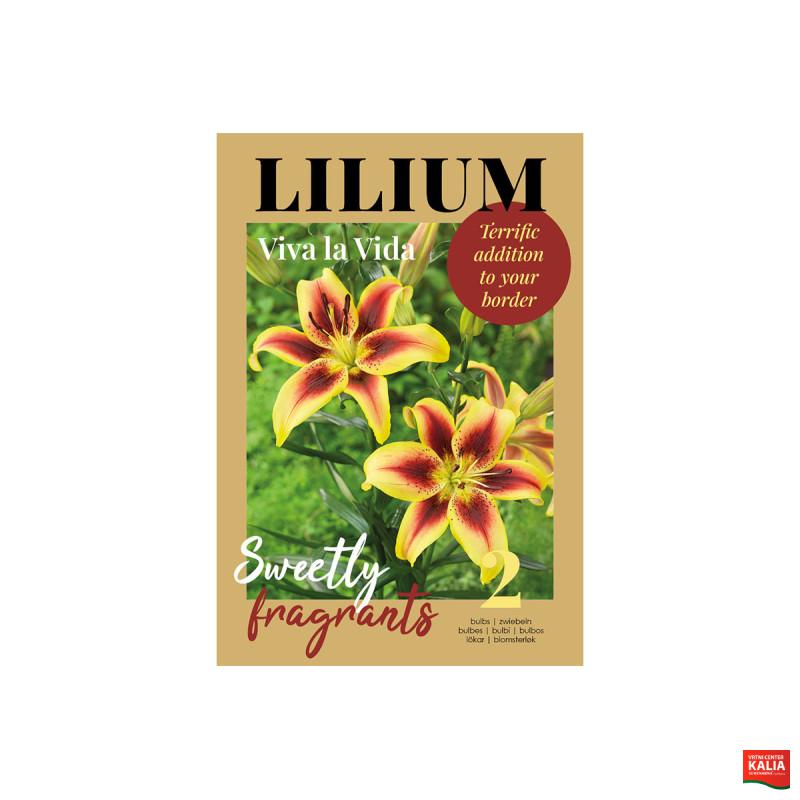 Glossy Lilium Viva la Vida 