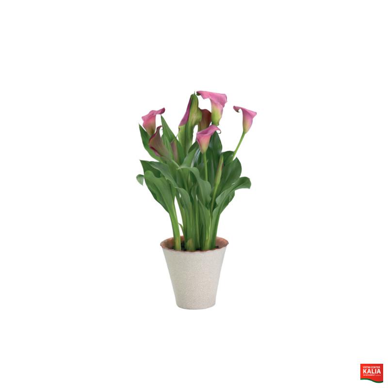 SOBNA KALA (Zantedeschia sp. ), P13H40 