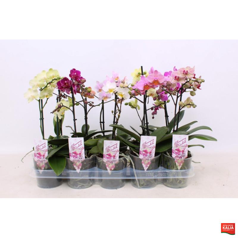 ORHIDEJA PHALENOPSIS (Phaleanopsis sp.), MIX, 2 stebelna 12/14 CVETOV, P12H60, A1 