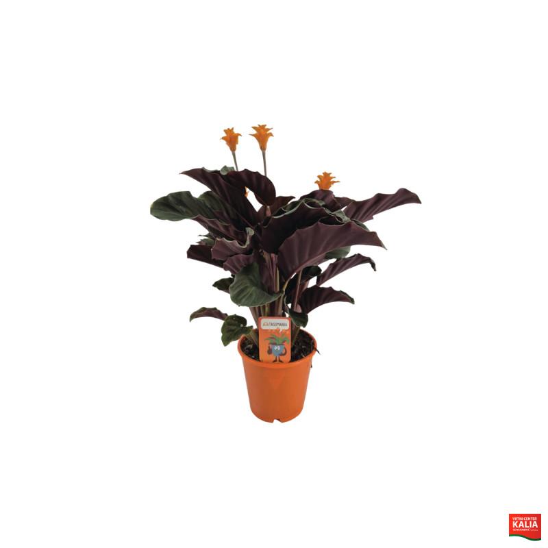 KALATEJA (Chalatea crocata Tassmania), P14H35 