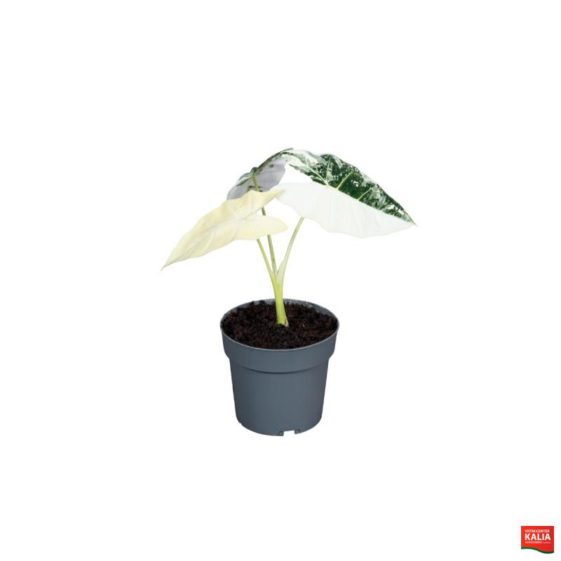 ALOKAZIJA ( Alocasia Frydek Variegata) P6H18 