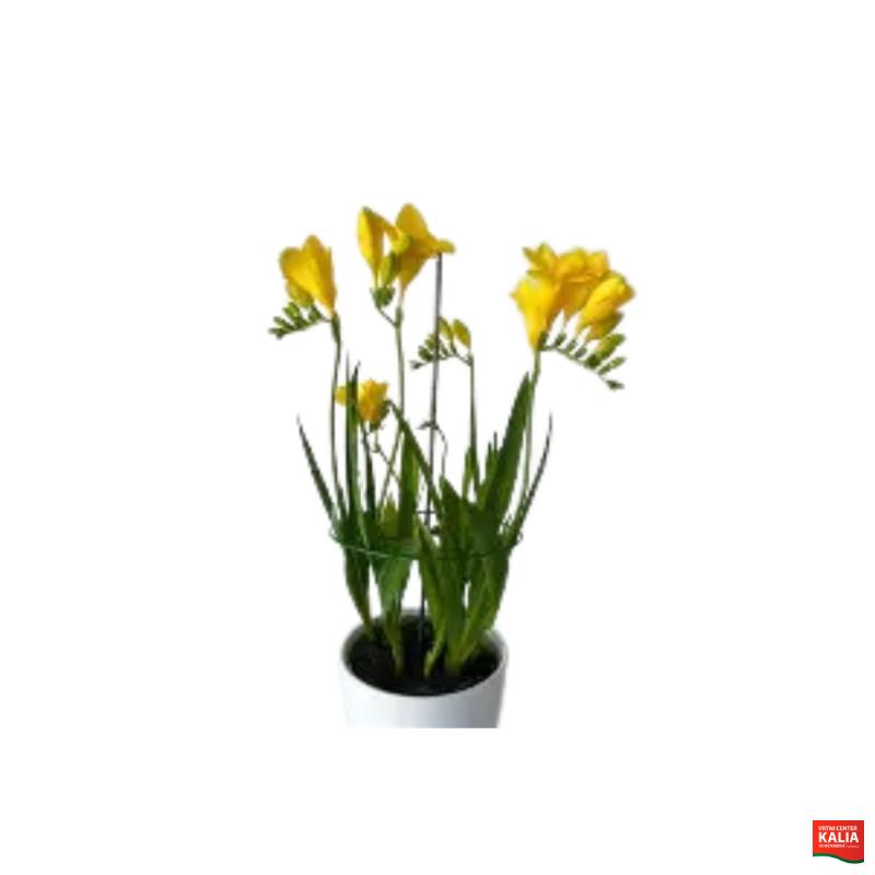 FREZIJA (Freesia mixed), P13H45 