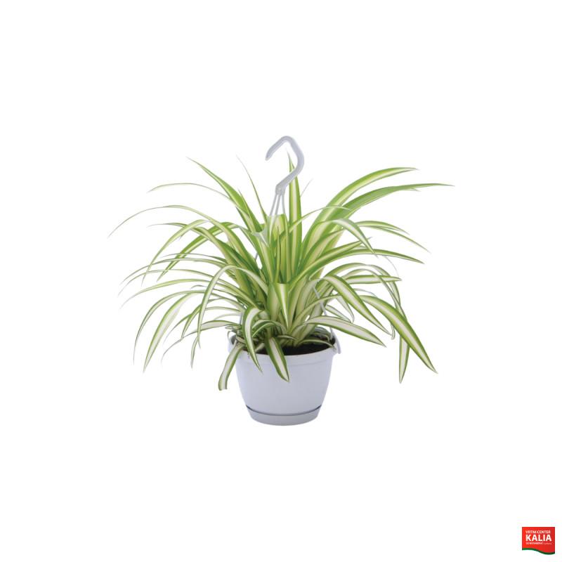 CHLOROPHYTUM ( Chlorophytum com. 