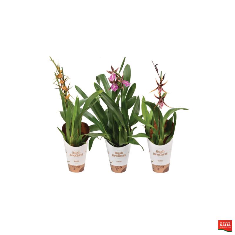 ORHODEJA BRASSIA (Brassia Maculata), P12H55 