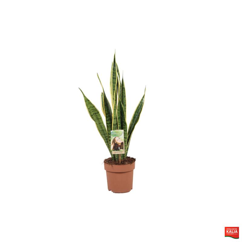 SANSIVERIA (Sansiveria trifa. Laurenti), P14H55 