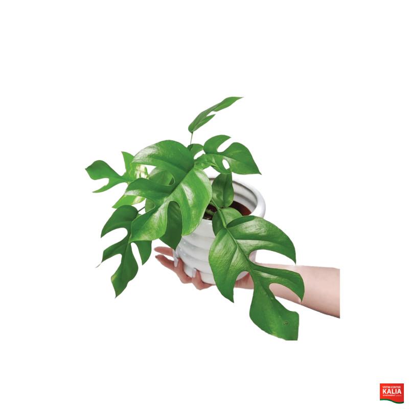 MONSTERA MINIMA (Raphidophora terasperma), P12H28 