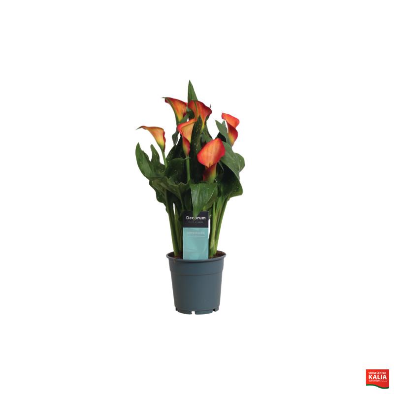 SOBNA KALA V SRAJČKI (Zantedeschia sp. ), P12H35 