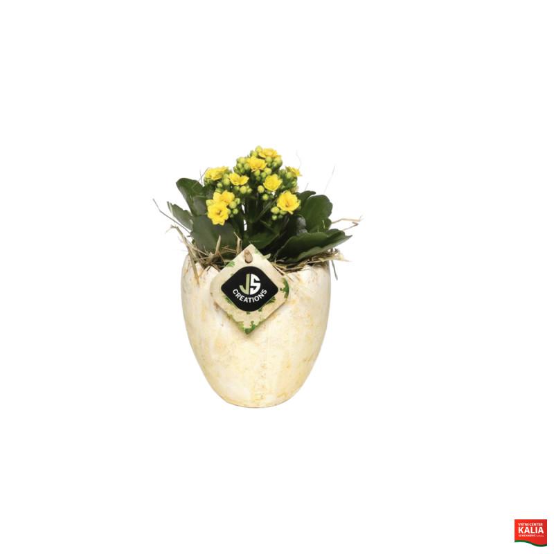 NASAD, CVETOČ VELIKONOČNI, (Kalanchoe), P11H25 