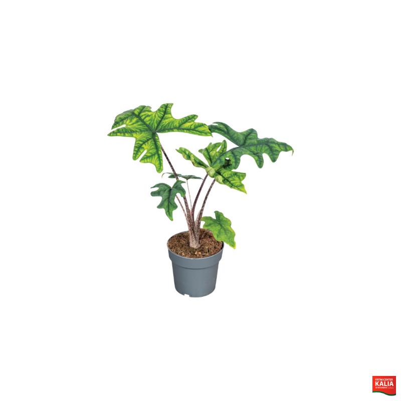 ALOKAZIJA (Alocasia Jacklyn), P14H50 