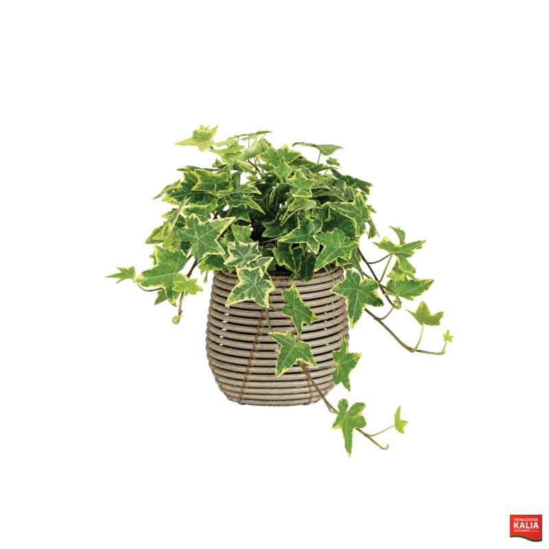 HEDERA ( Hedera helix in Sorten), P20H80 