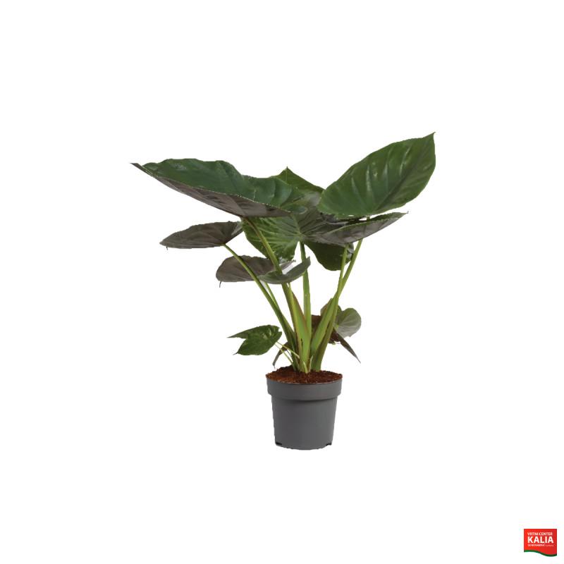 ALOKAZIJA (Alocasia Wentii), P24H110 