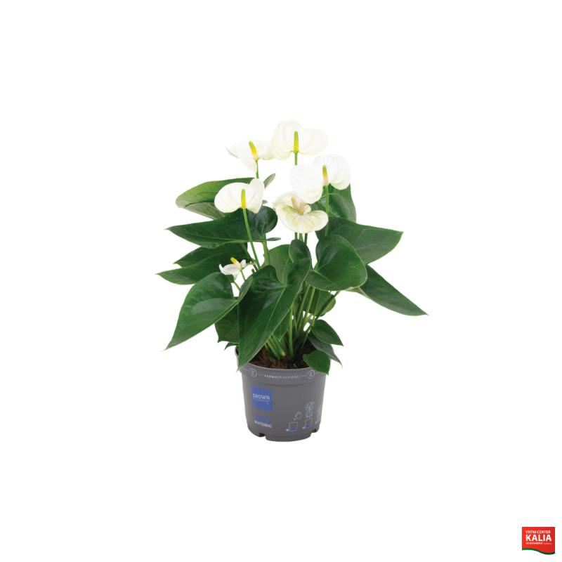 FLAMINGOVEC (Anthurium Karma white), P12H40 