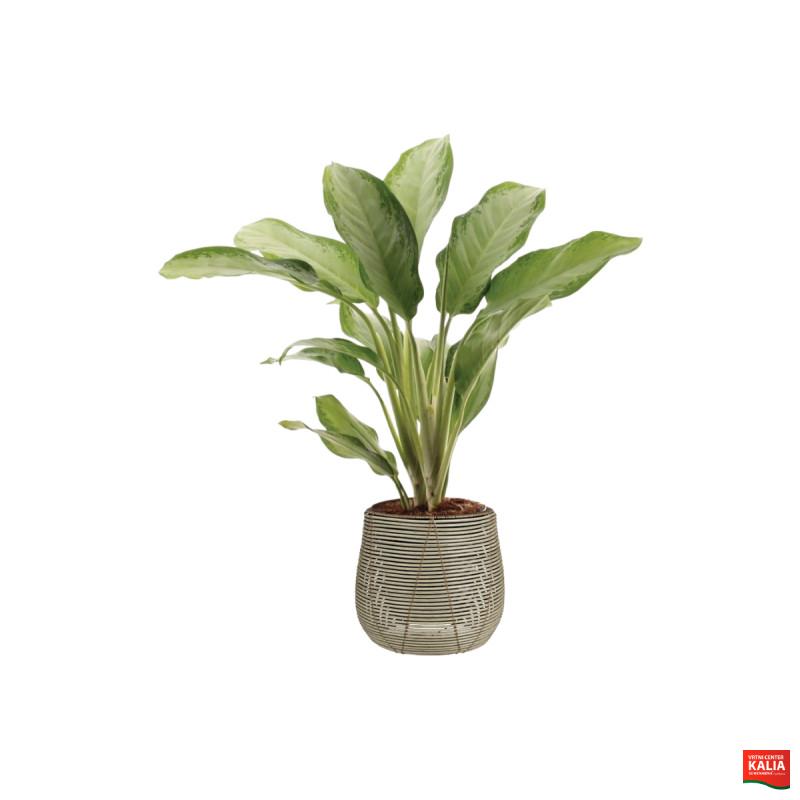 AGLAONEMA CLEOPATRA, P21H100 