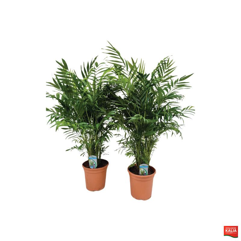 PALMA, GORSKA (Chamaedorea elegans), P20H90 