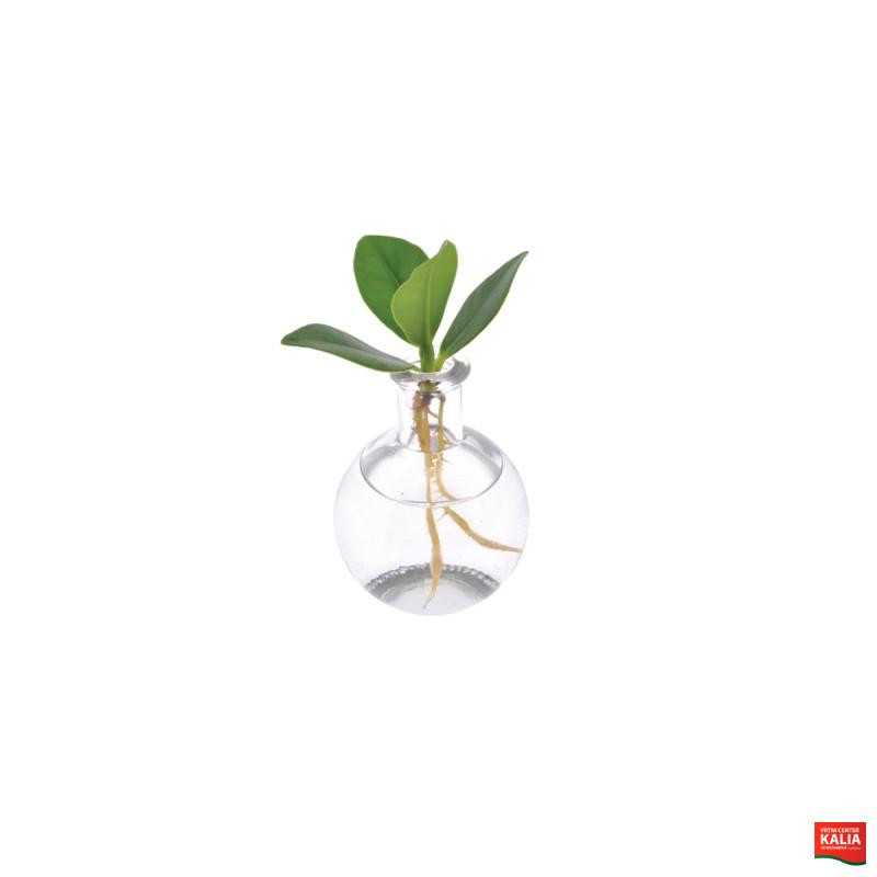 CLUSIA (Clusia rosea 