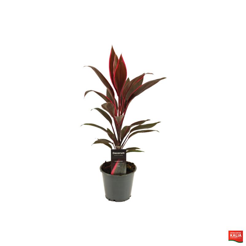 KJEVKA (Cordyline fruti. 