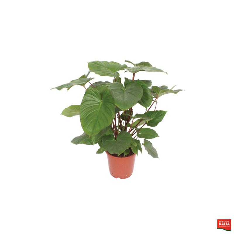 HAMALOMENA (Homalomena rubescens 