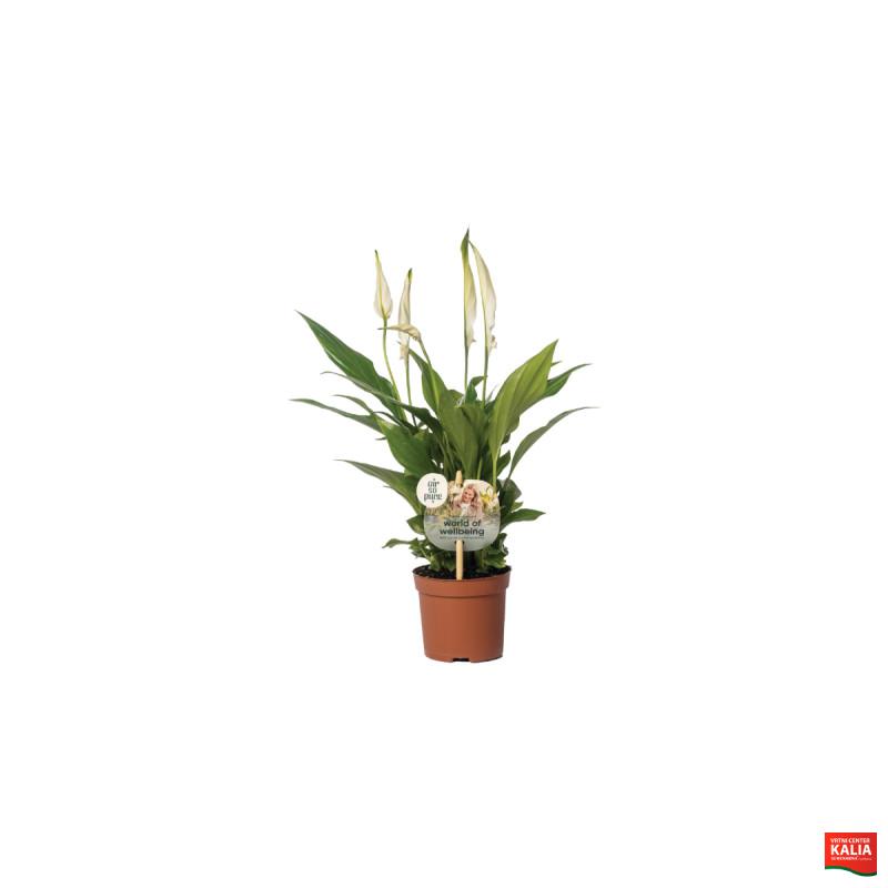 SPATIFIL (Spathiphyllum ‘Chopin