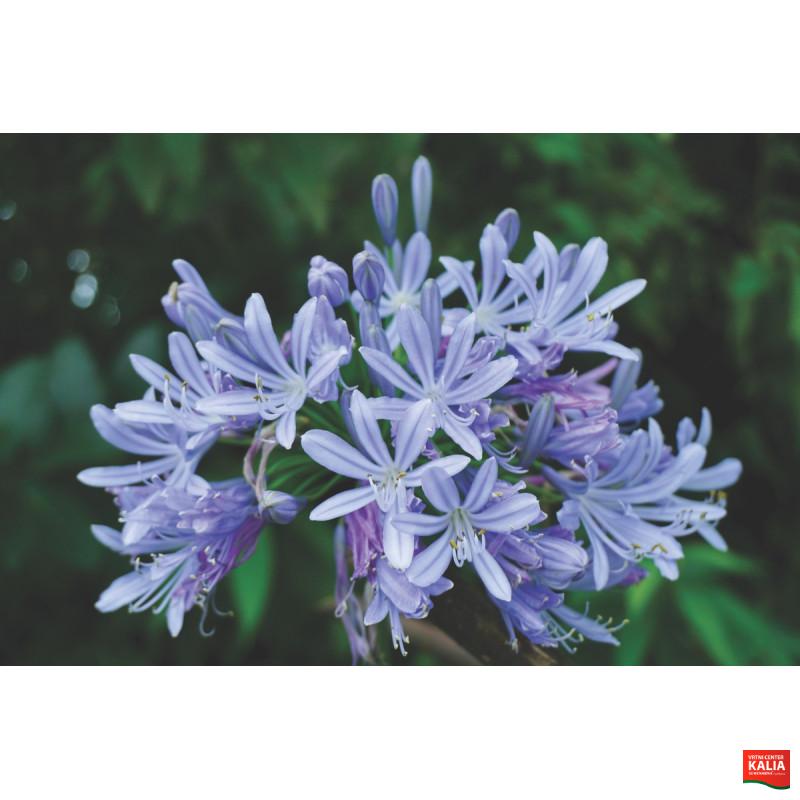 AFRIŠKA LILIJA (Agapanthus ),  P23H80 