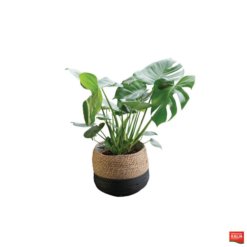 MONSTERA (Monstera deliciosa), P21H65 