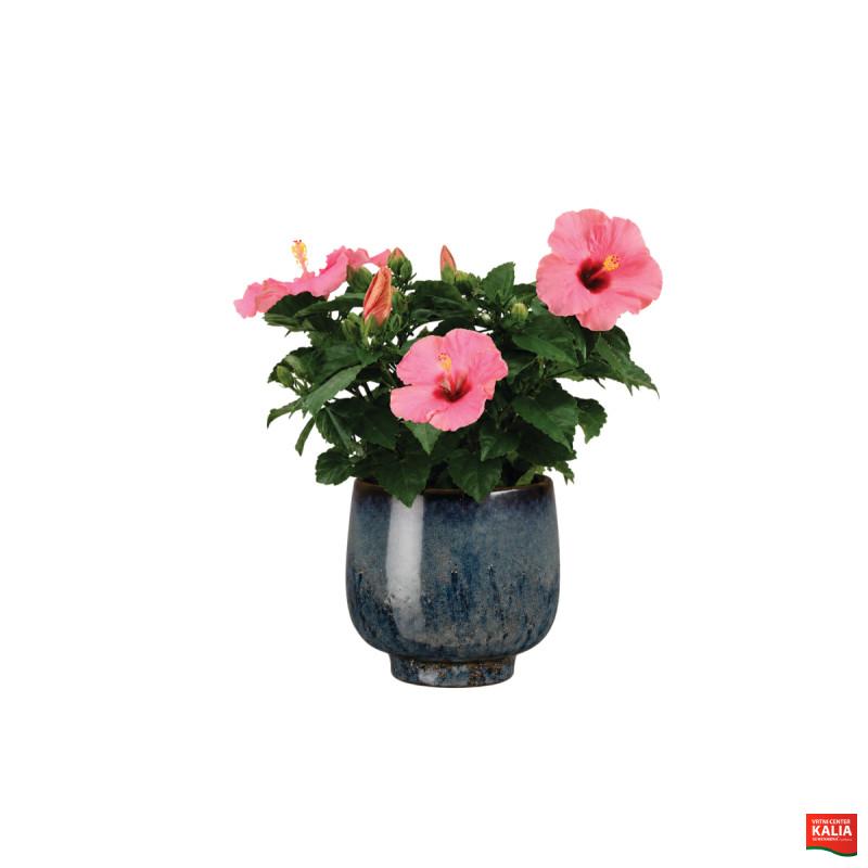 HIBISKUS (Hibiscus rosa-sin. red), P13H35 